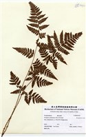 藏品(Dryopteris carthusiana (Vill.) H.P.Fuchs)的圖片